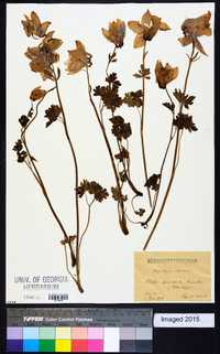 Aquilegia alpina image