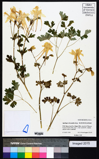 Aquilegia chrysantha image