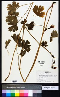 Aquilegia truncata image