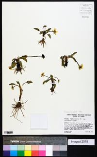 Caltha leptosepala image