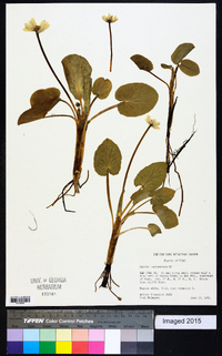 Caltha leptosepala image