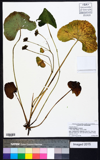 Caltha palustris image