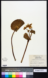 Caltha palustris image