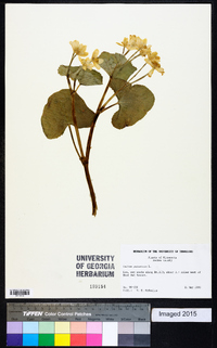 Caltha palustris image