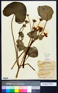 Caltha palustris image