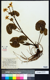 Caltha palustris image