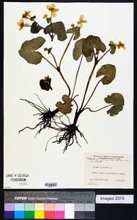 Caltha palustris image