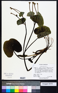 Caltha palustris image