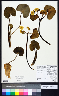 Caltha palustris image