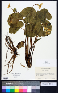 Caltha palustris image