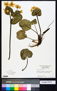 Caltha palustris image