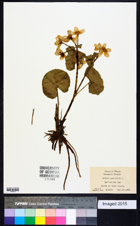 Caltha palustris image