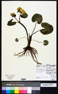 Caltha palustris image