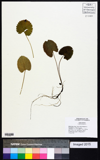 Caltha palustris image