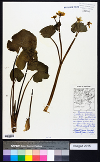 Caltha palustris image