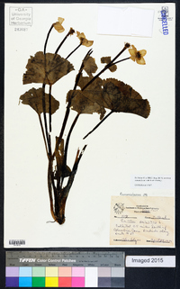 Caltha palustris image