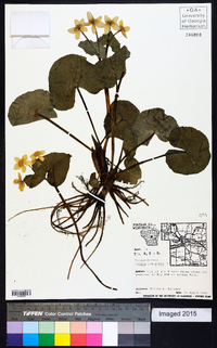 Caltha palustris image