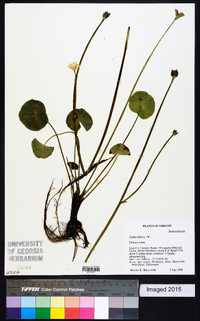 Caltha biflora image