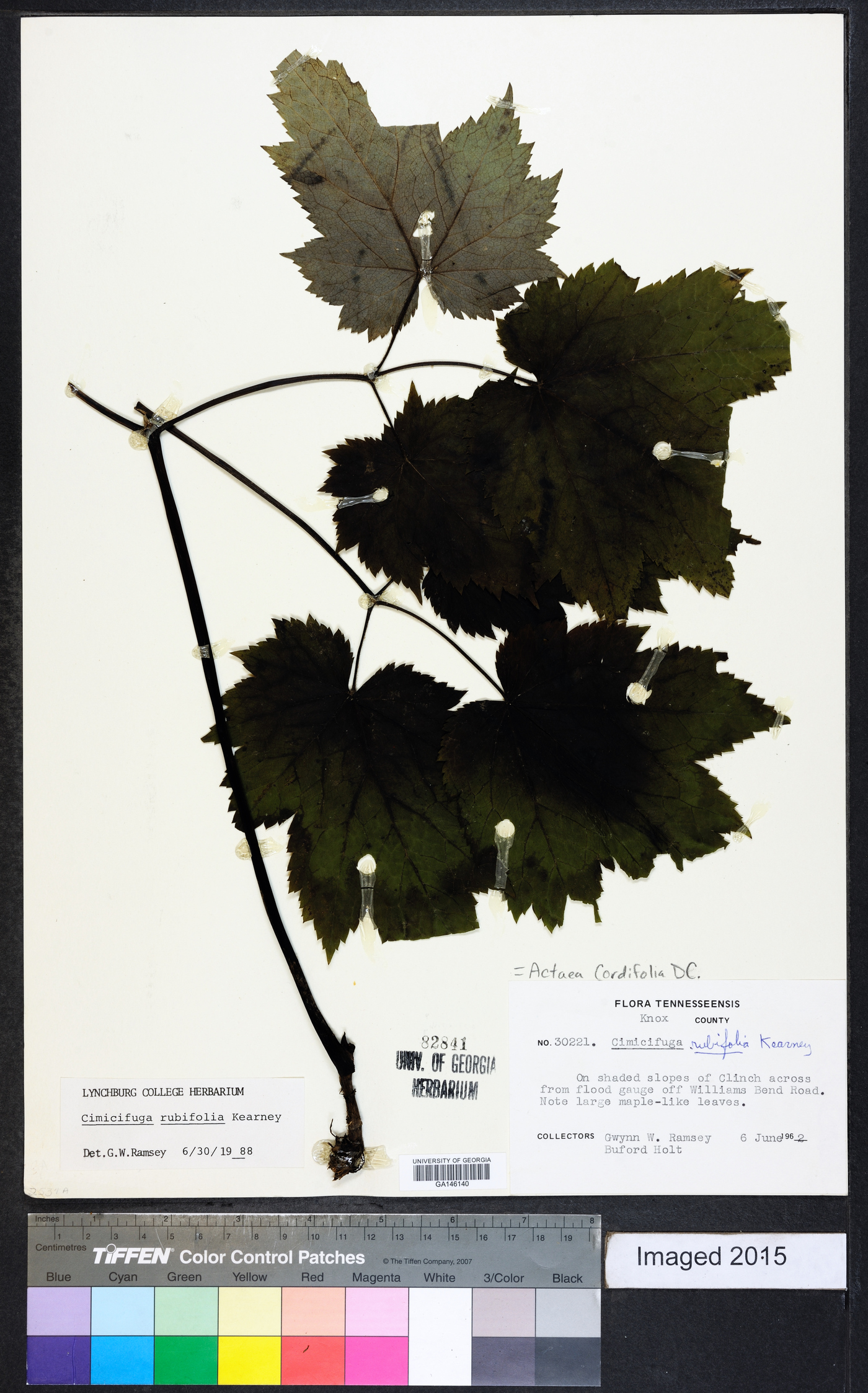 Actaea cordifolia image
