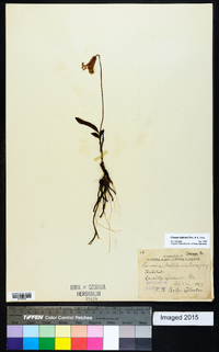 Clematis baldwinii image