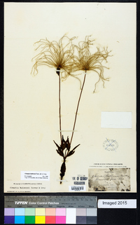 Clematis baldwinii image