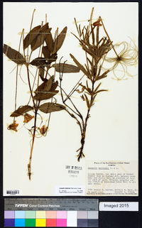 Clematis baldwinii image