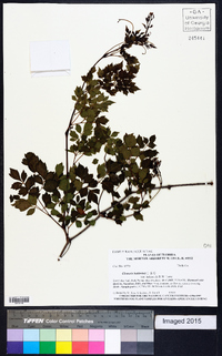 Clematis baldwinii image