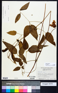 Clematis crispa image