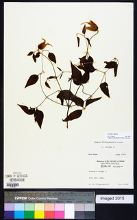 Clematis crispa image