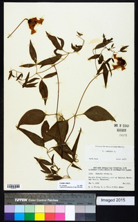 Clematis crispa image