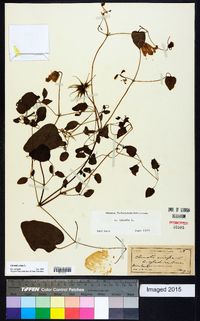 Clematis crispa image