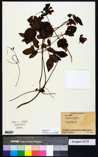 Clematis crispa image