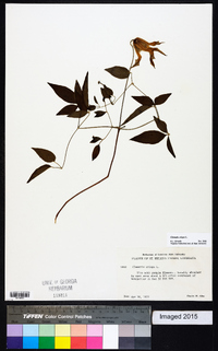 Clematis crispa image