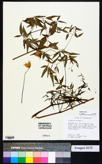 Clematis crispa image