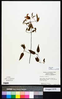 Clematis crispa image