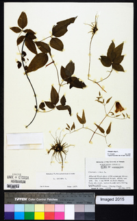 Clematis crispa image