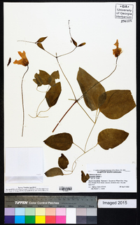 Clematis crispa image