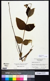 Clematis ochroleuca image