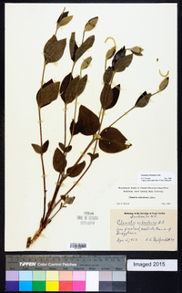 Clematis ochroleuca image