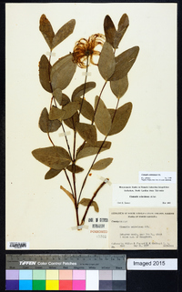 Clematis ochroleuca image