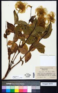 Clematis ochroleuca image