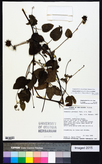 Clematis pitcheri image