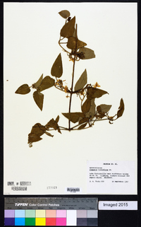 Clematis terniflora image