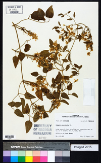 Clematis terniflora image