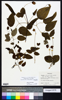 Clematis versicolor image