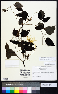 Clematis viorna image