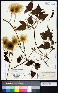 Clematis viorna image