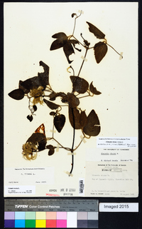 Clematis viorna image