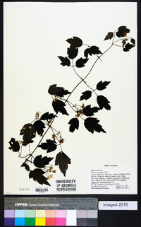 Clematis apiifolia image