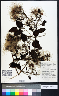 Clematis chinensis image